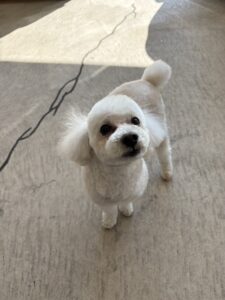 トリミング後の11歳犬ジョイ