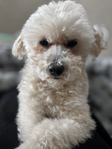トリミング前の11歳犬ジョイ