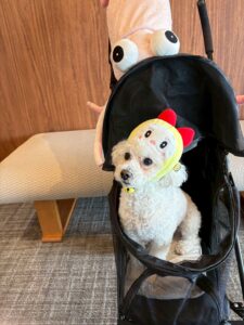ドラミちゃん姿のジョイとカートに乗ったイカ