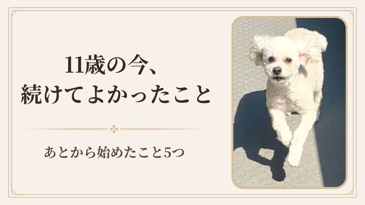 11歳犬と暮らして分かった｜続けてよかったこと・今から始めたこと6つ