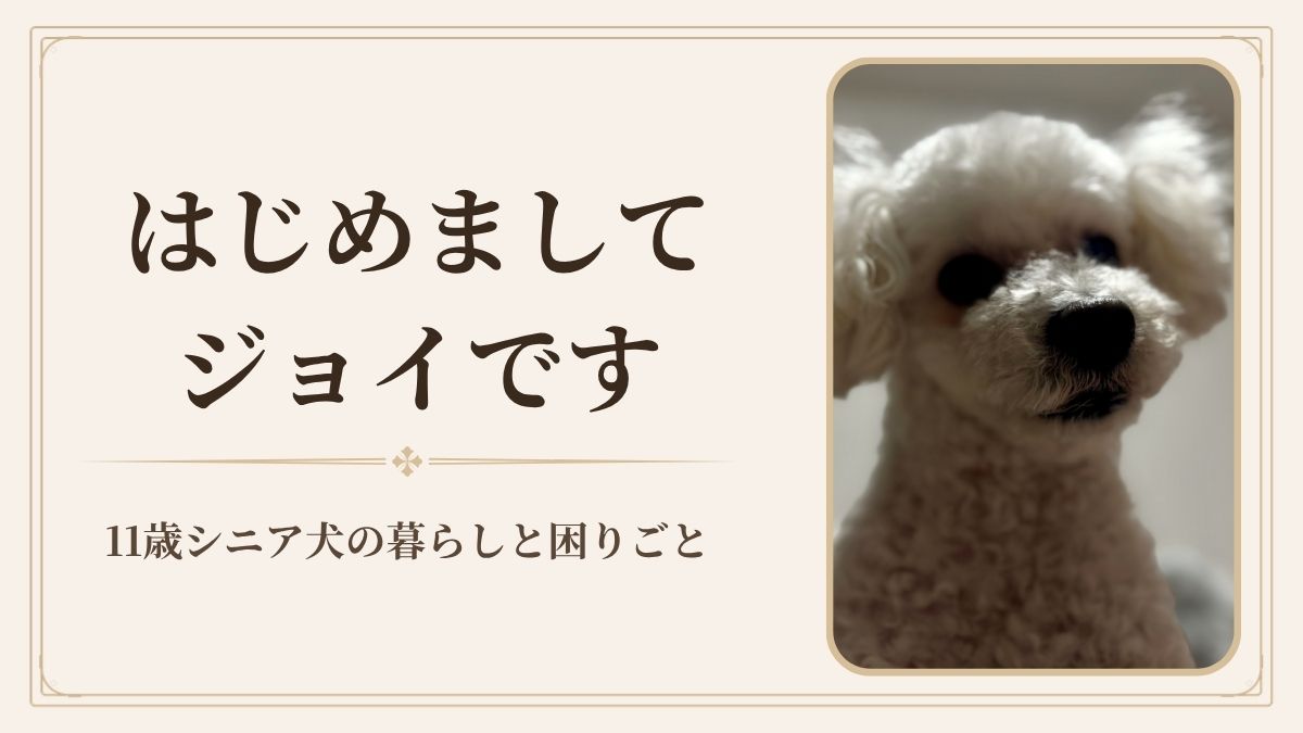 はじめまして、ジョイです｜11歳シニア犬と暮らして困ったこと・試してきたこと