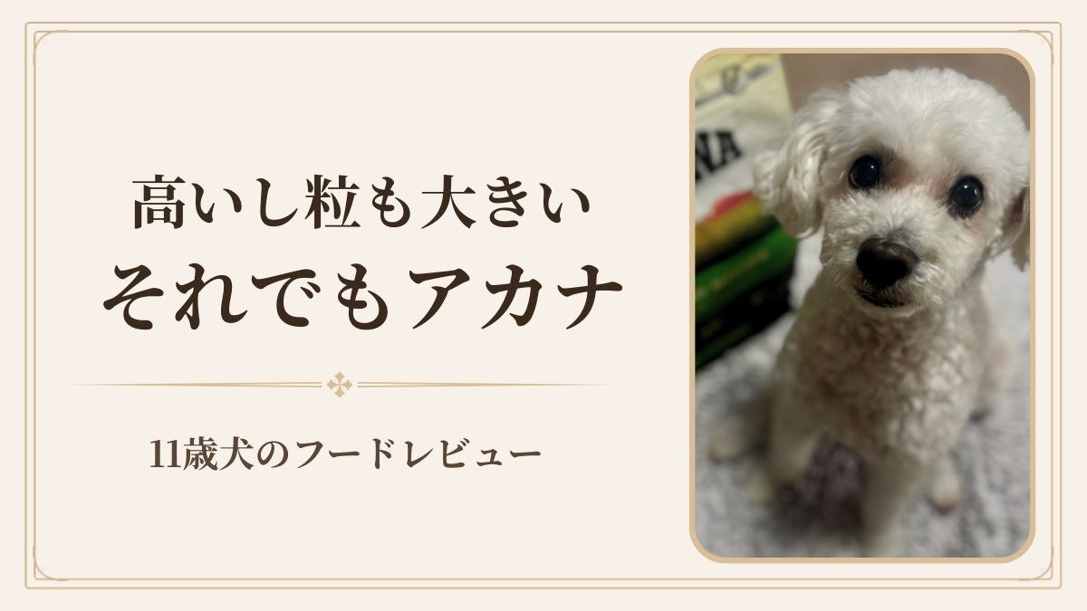 🐩 アカナ シニアドッグを11歳犬に続けている理由｜高いし粒も大きい。それでも買っている【口コミ】