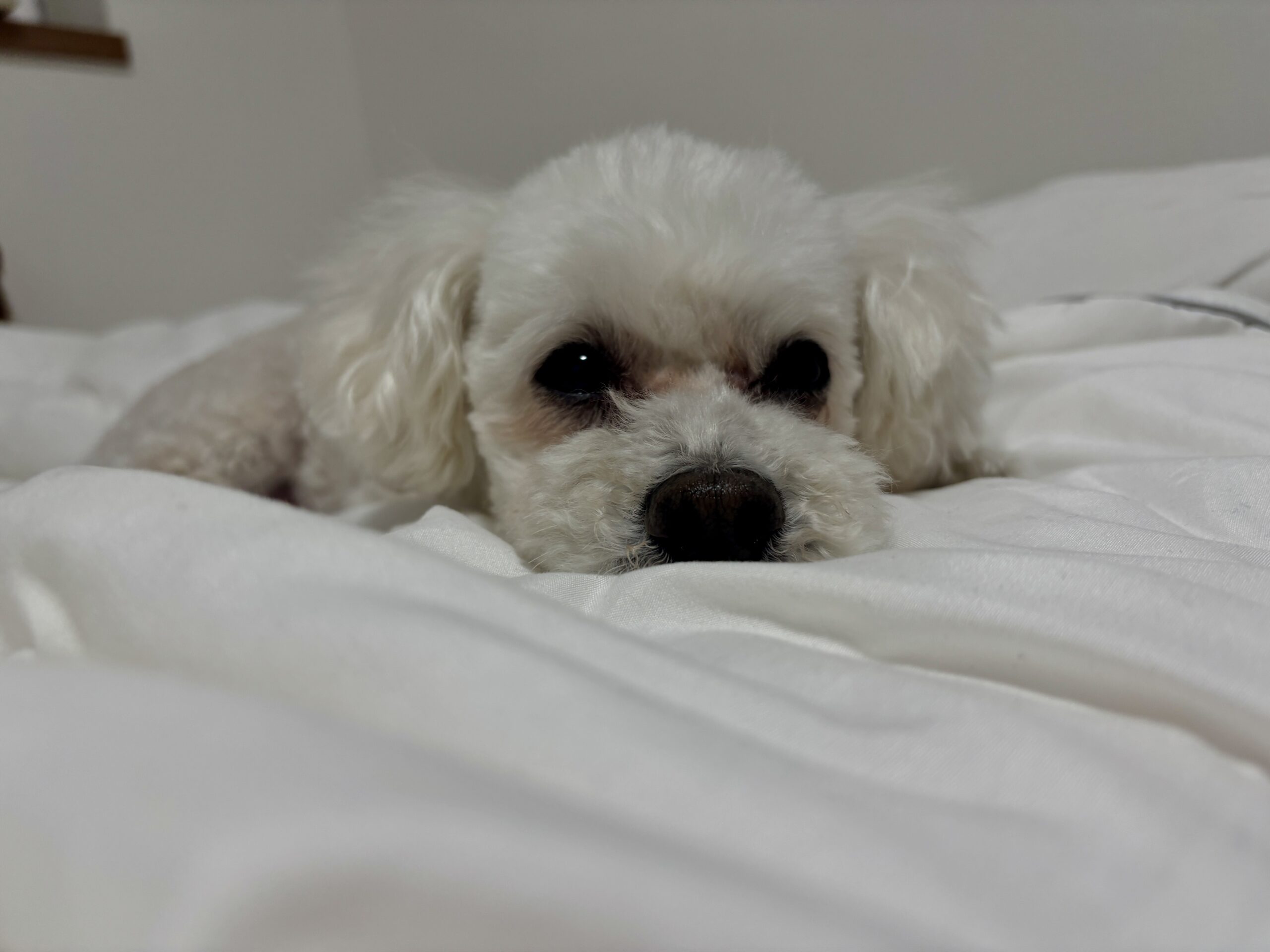 トリミング後に眠るジョイ