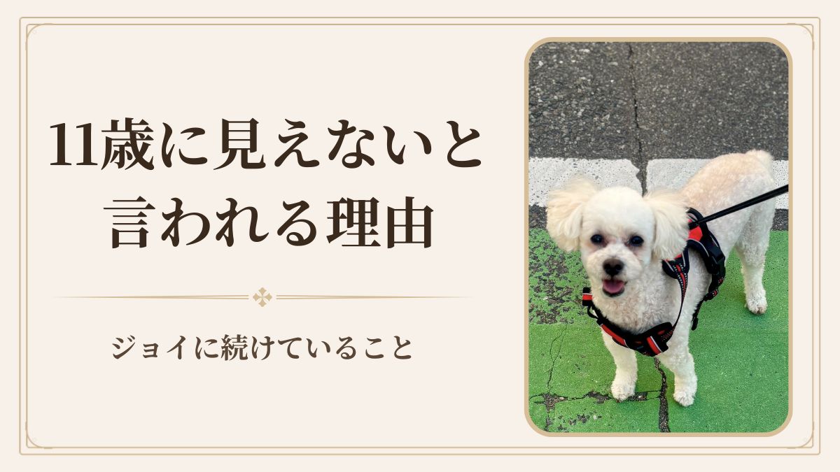 「11歳に見えない」と言われるシニア犬。飼い主が今も見ている5つのこと
