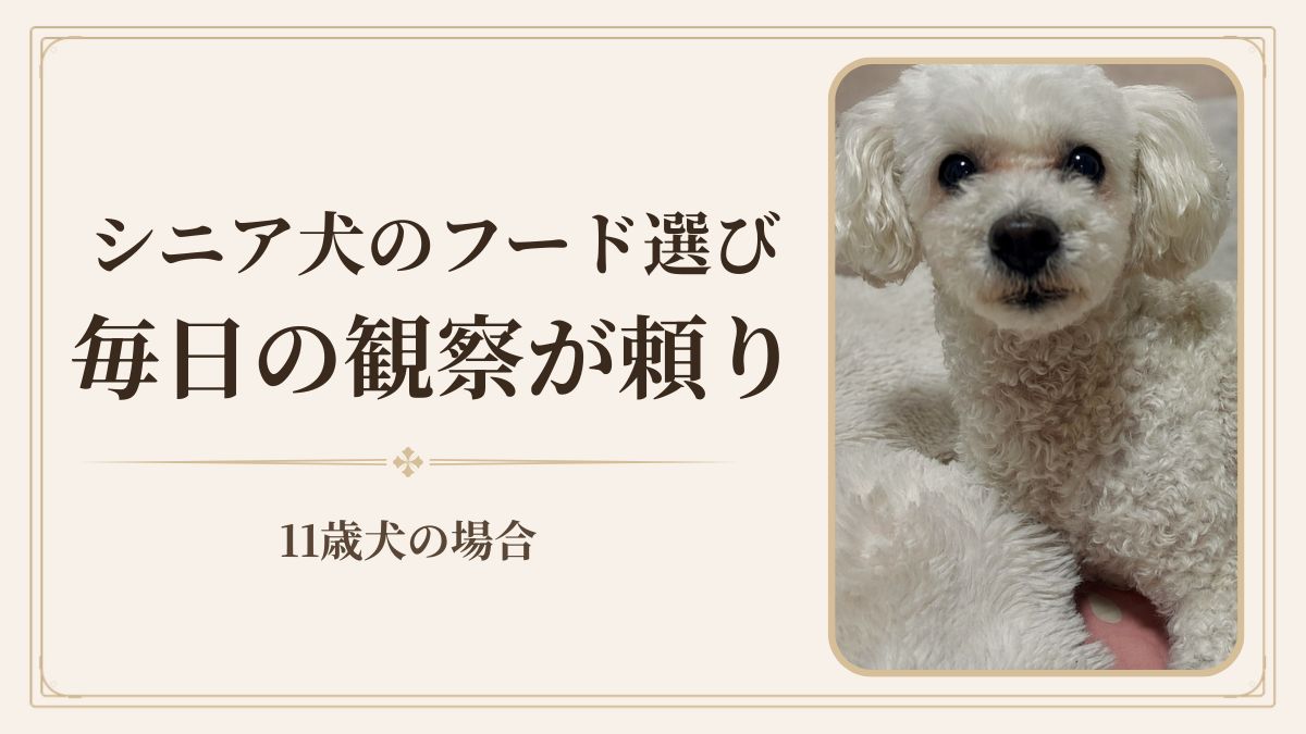 🐩 11歳シニア犬のフード選びで見ている5つのこと｜毎日の観察が一番頼りになった