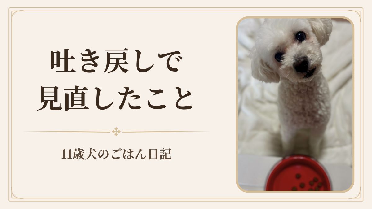 🐩 シニア犬の吐き戻しで見直した5つのこと｜11歳ジョイのごはん記録