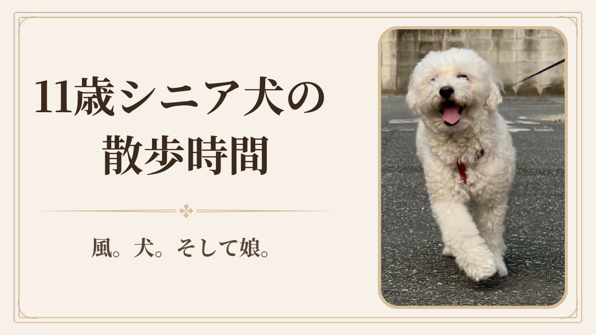 11歳シニア犬の散歩時間は1回15分×朝夕2回｜時間より見ていること