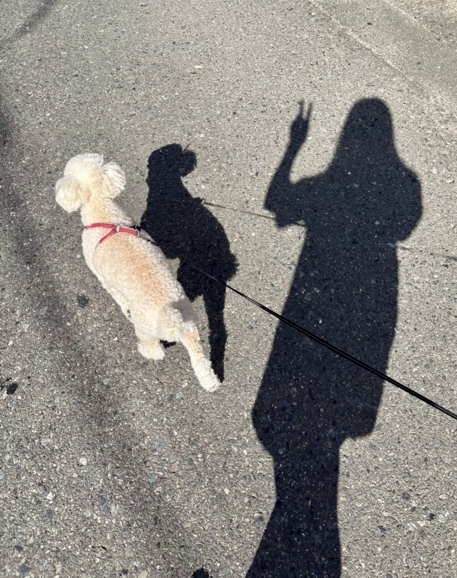 散歩中、影で遊ぶ11歳のシニア犬ジョイと飼い主の影