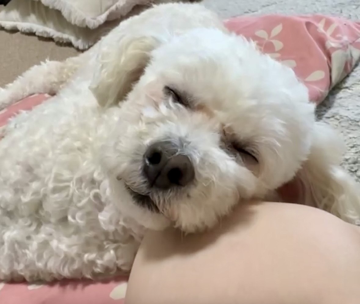 飼い主の太ももを枕にして眠る11歳のシニア犬ジョイ。白っぽい小型犬