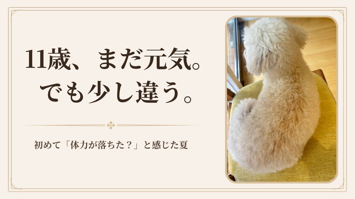 11歳シニア犬の夏｜まだ元気でも「体力が落ちた？」と感じた変化